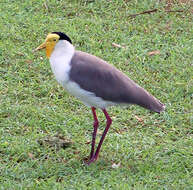 Image of Masked Lapwing