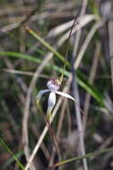 Image of Graceful spider orchid