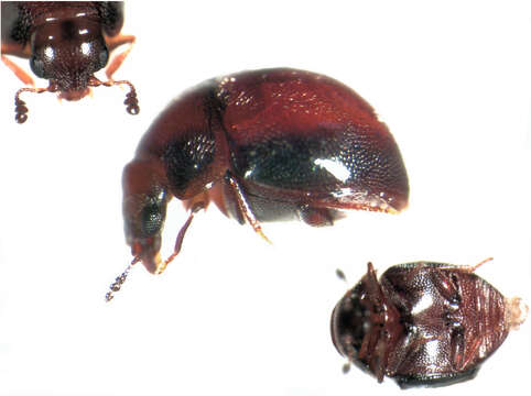 Image of Rentonium bicolor