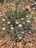 Imagem de Trachymene glaucifolia (F. Müll.) Benth.