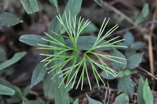 Image de Actiniopteris dimorpha Pic. Serm.