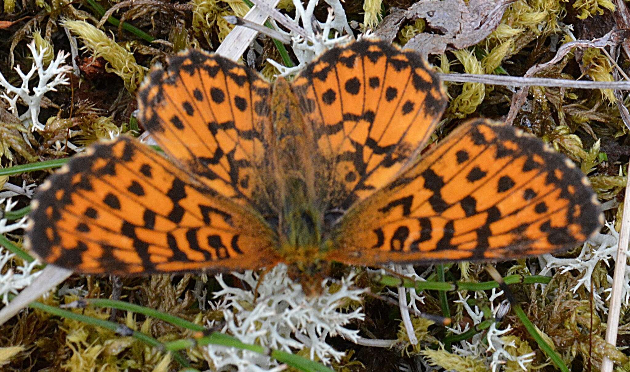 Image of Boloria chariclea butleri