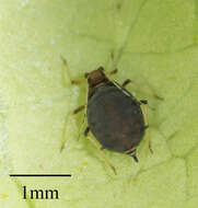 Image of Black citrus aphid