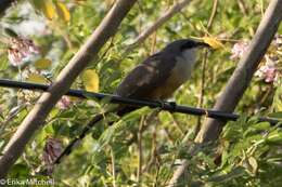 Image of Mangrove Cuckoo