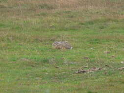 Image of brown hare, european hare