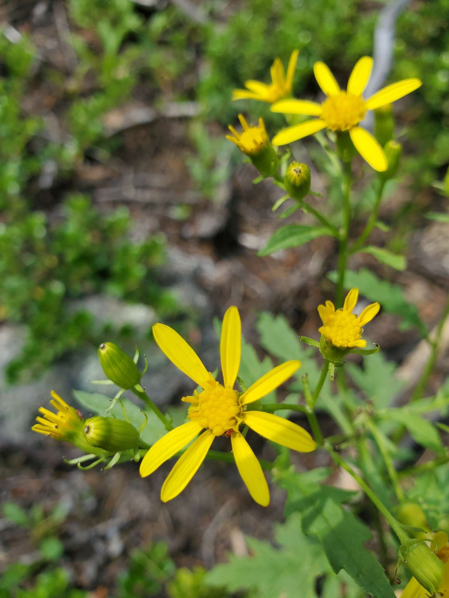 Image of King's ragwort