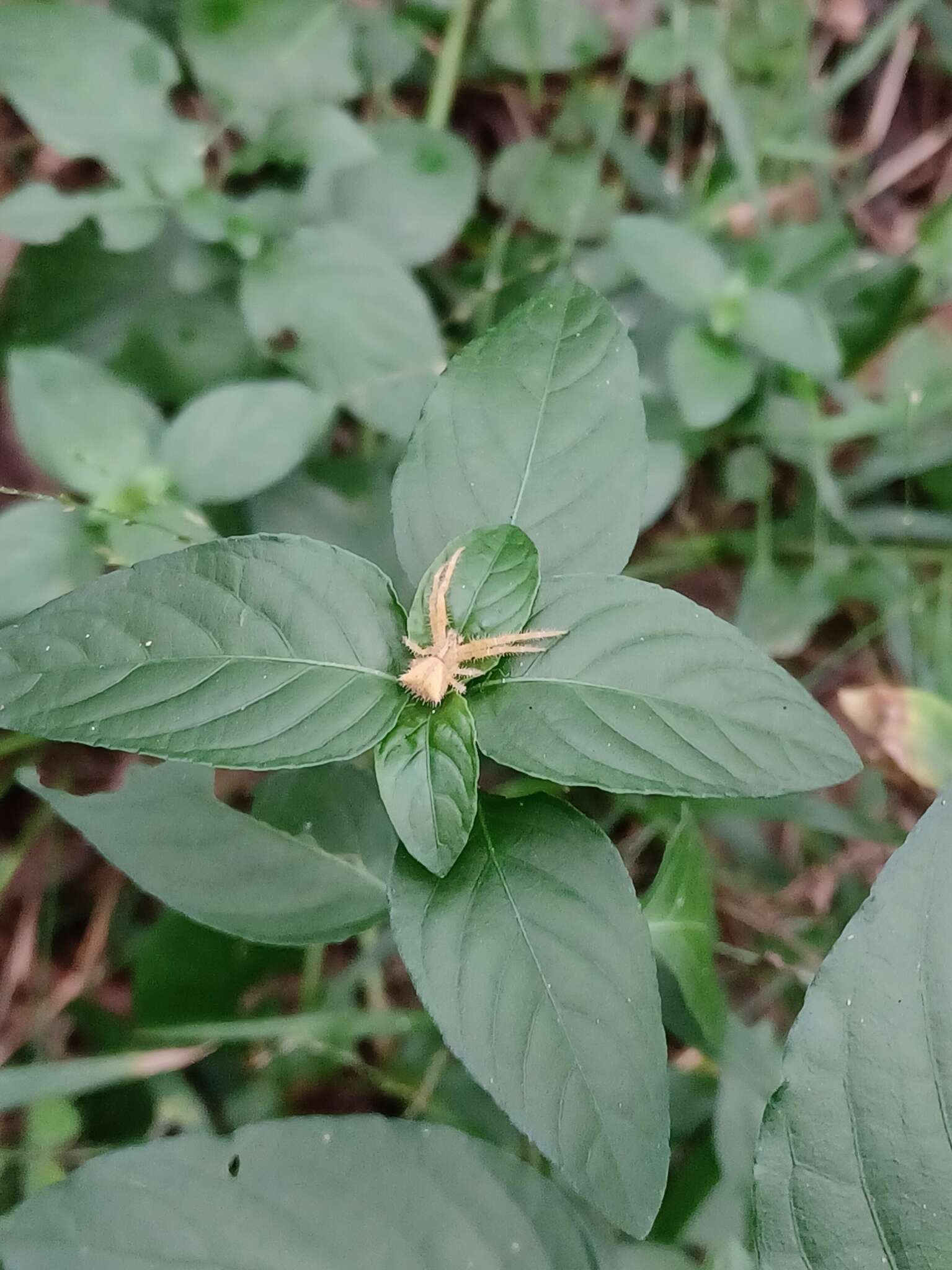 Sivun Sidymella hirsuta (L. Koch 1874) kuva