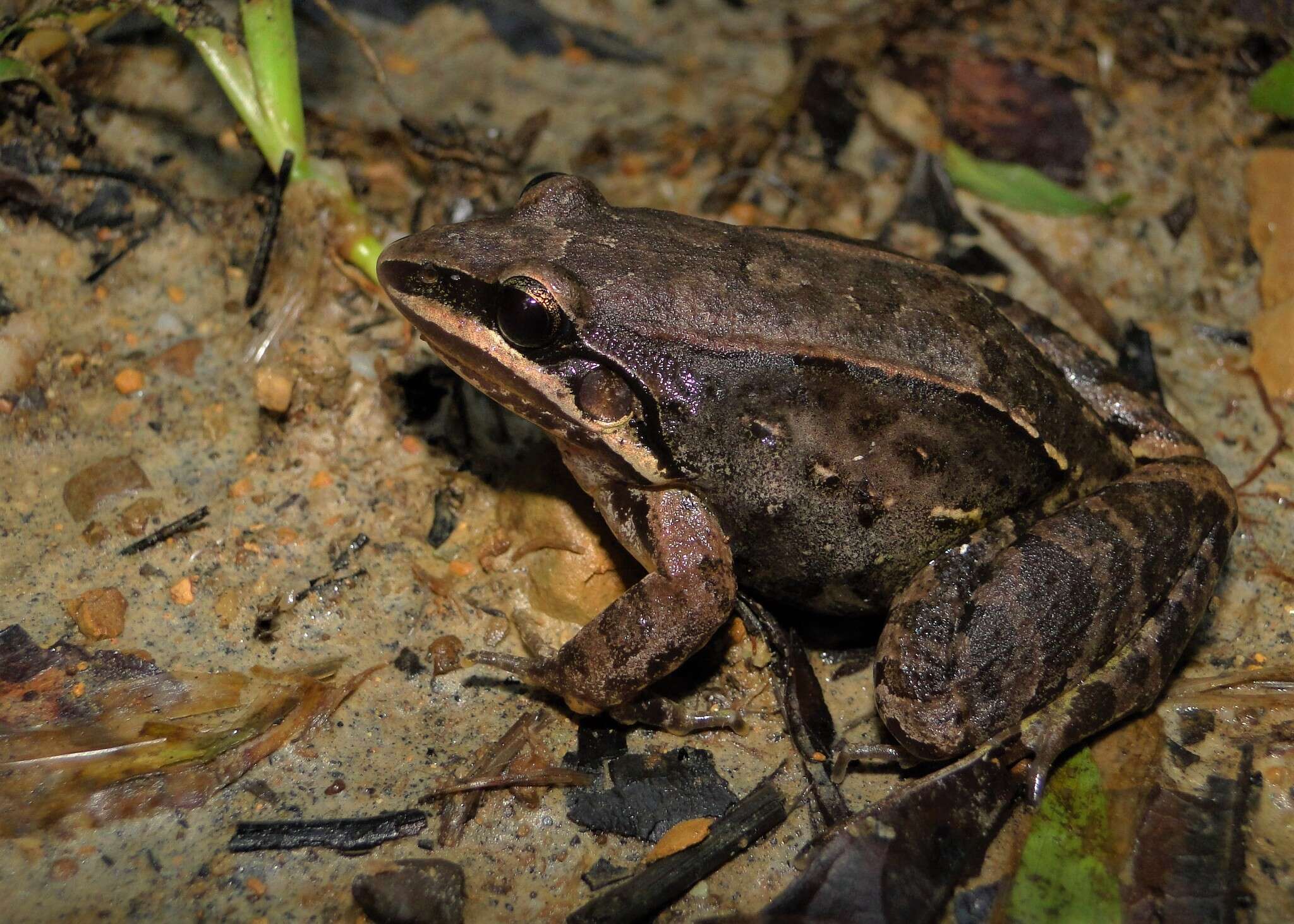 Image of Leptodactylus notoaktites Heyer 1978