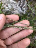 Image of Caribbean crabgrass