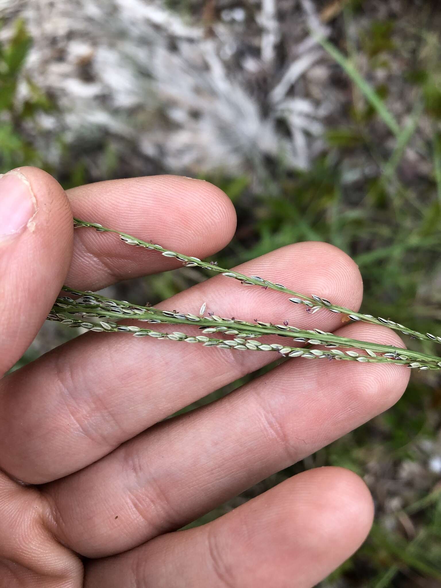 Image of Caribbean crabgrass