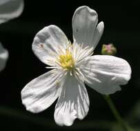 Plancia ëd Ranunculus platanifolius L.