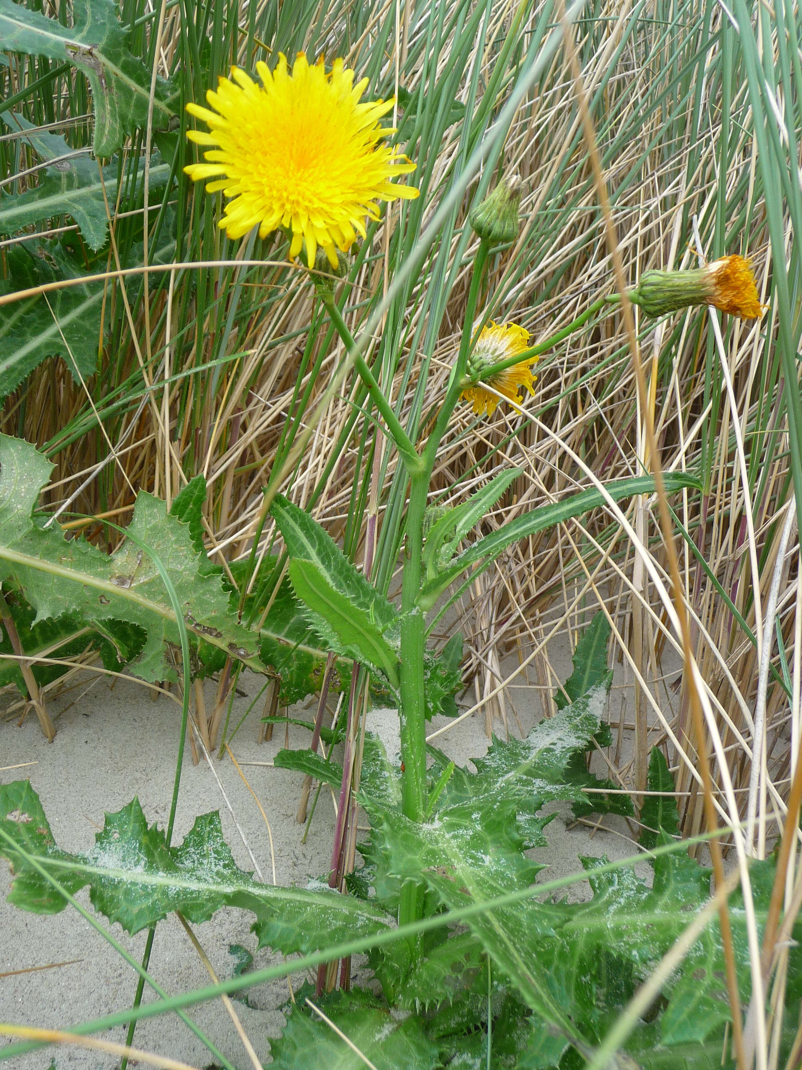 Plancia ëd Sonchus arvensis L.