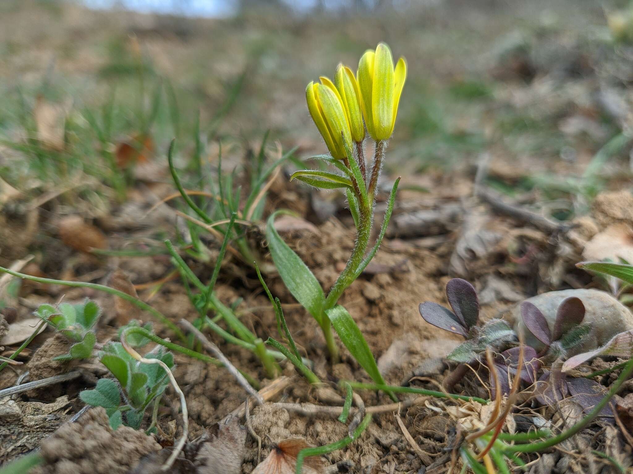 Image de Gagea bohemica (Zauschn.) Schult. & Schult. fil.