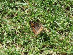 Image of Meadow Argus