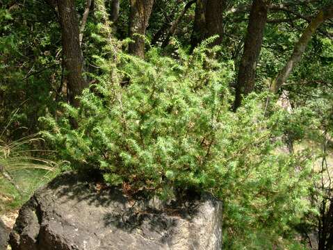 Image of Common Juniper