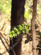 Image of Agonandra brasiliensis Benth. & Hook. fil.