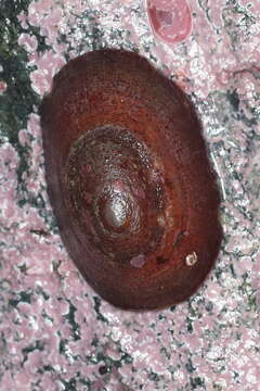 Image of Rocking chair limpet