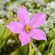 Image of Chironia decumbens Levyns