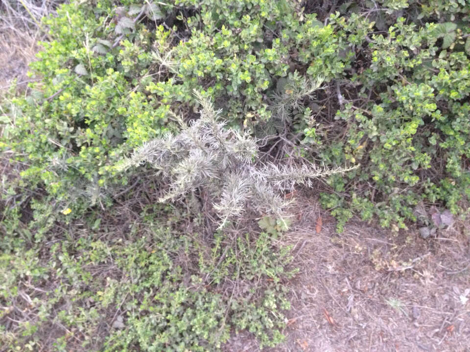 Image of coastal sagebrush