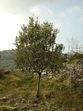 Image of olive tree