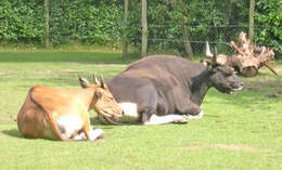 爪哇野牛的圖片