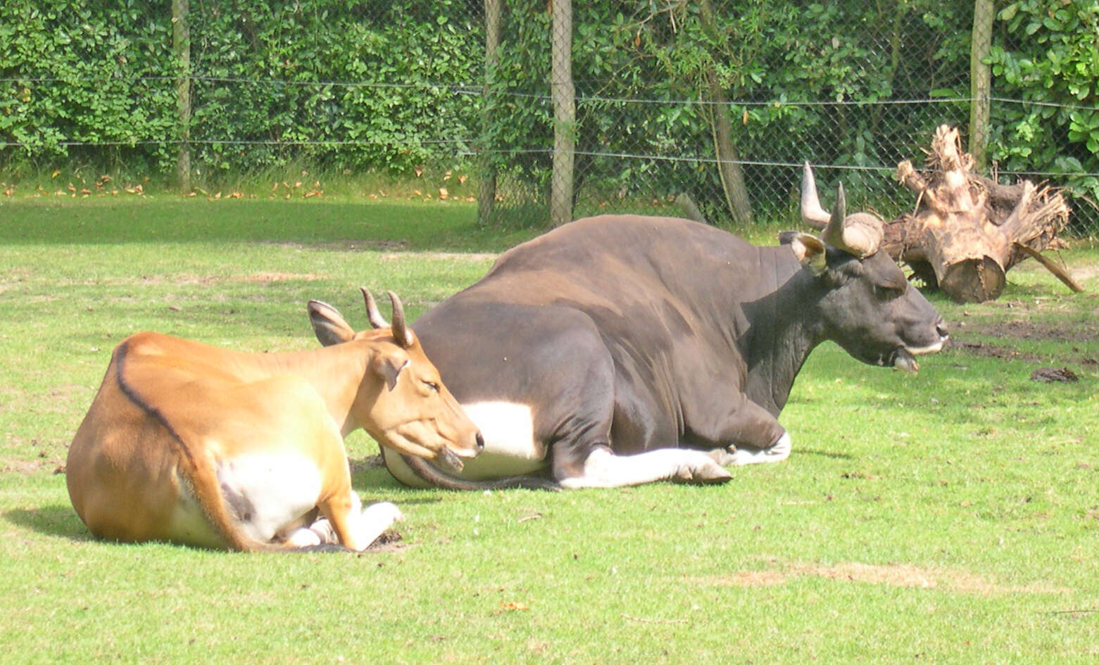 Image of Banteng