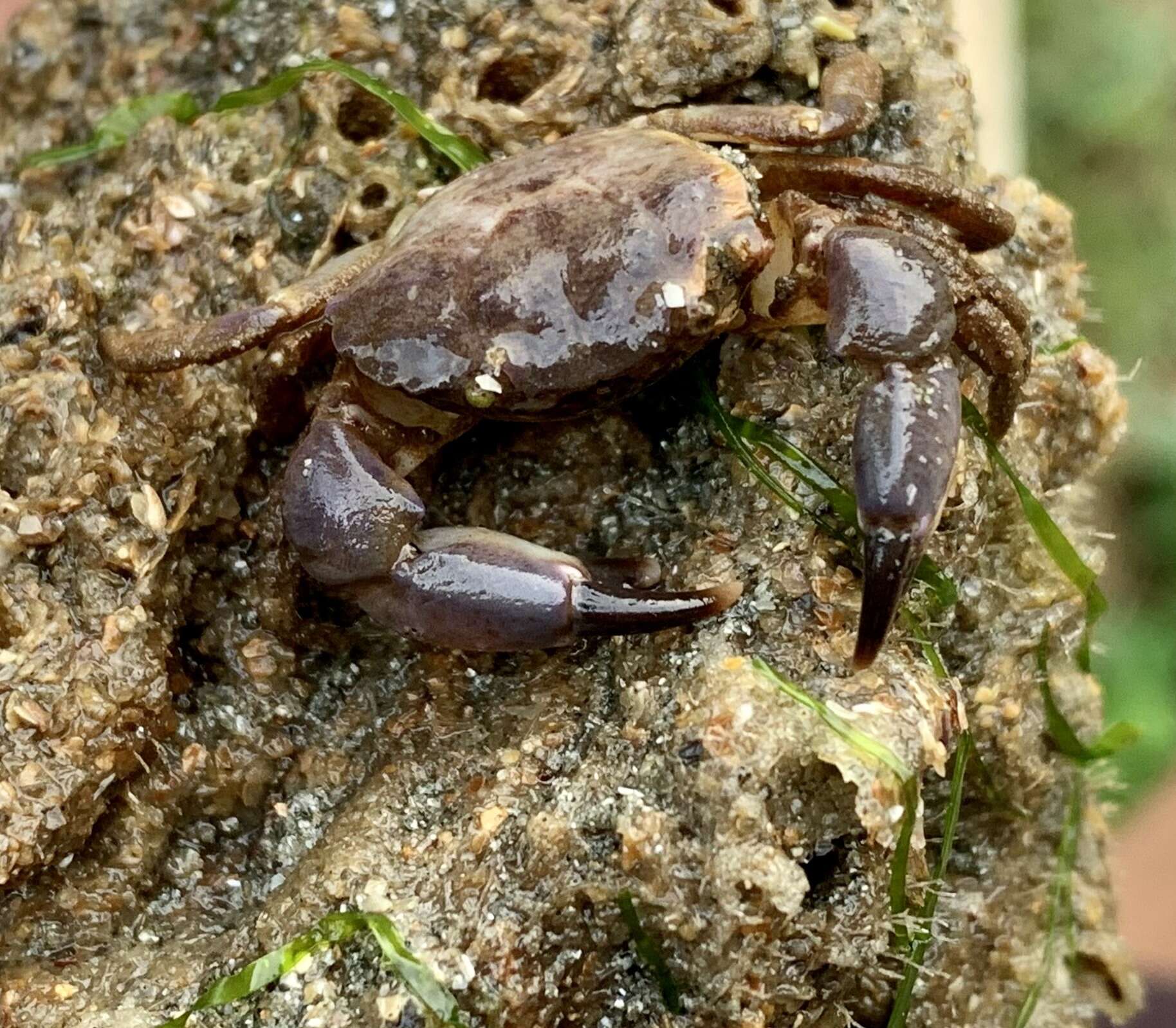 Image of lobate mud crab