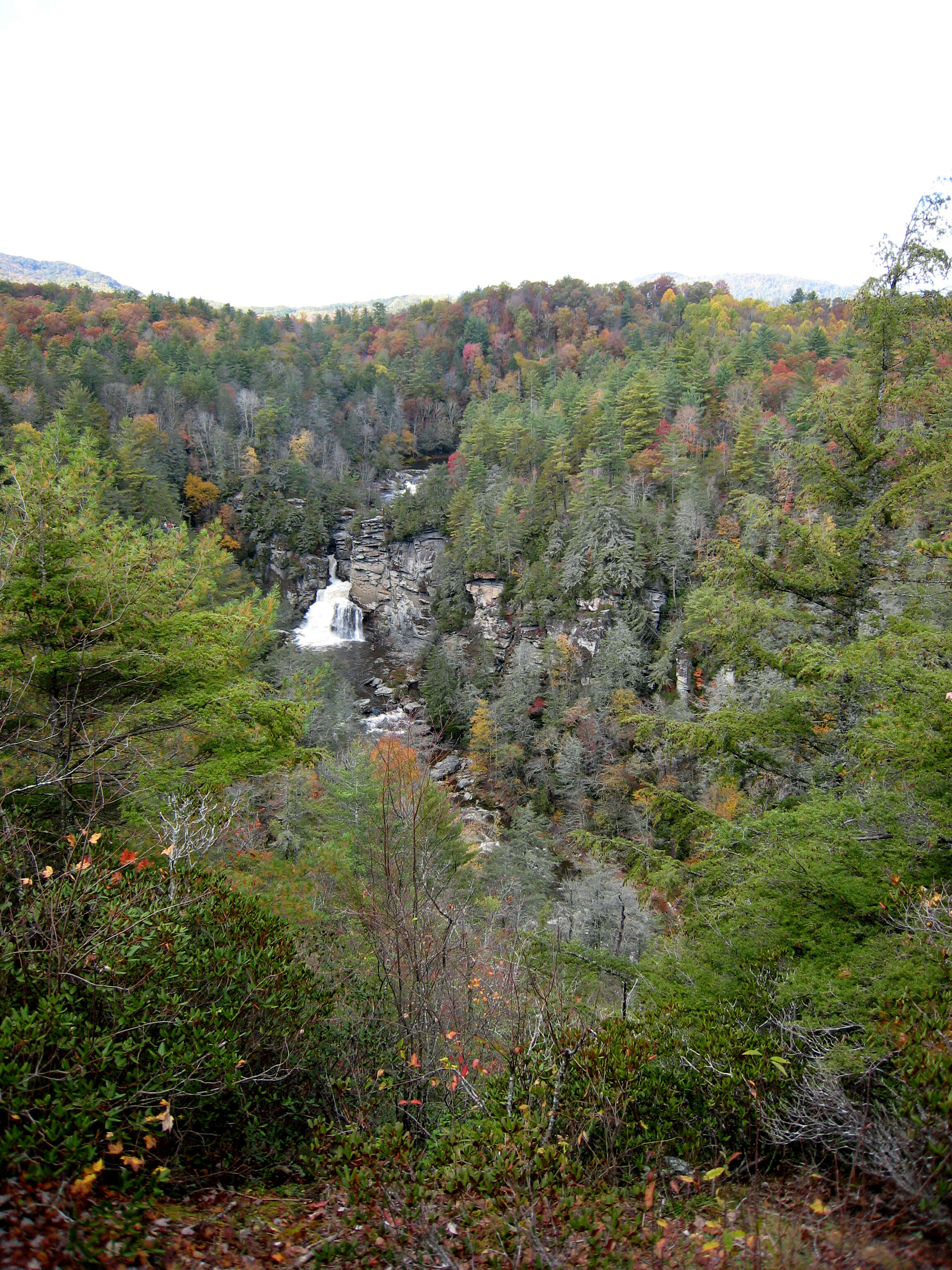 Image of Carolina Hemlock