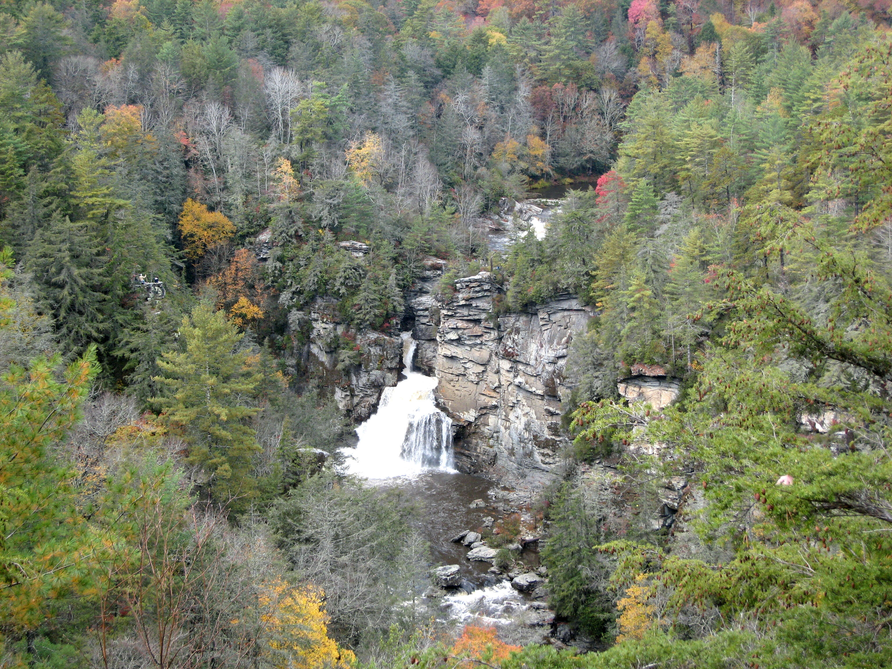 Image of Carolina Hemlock