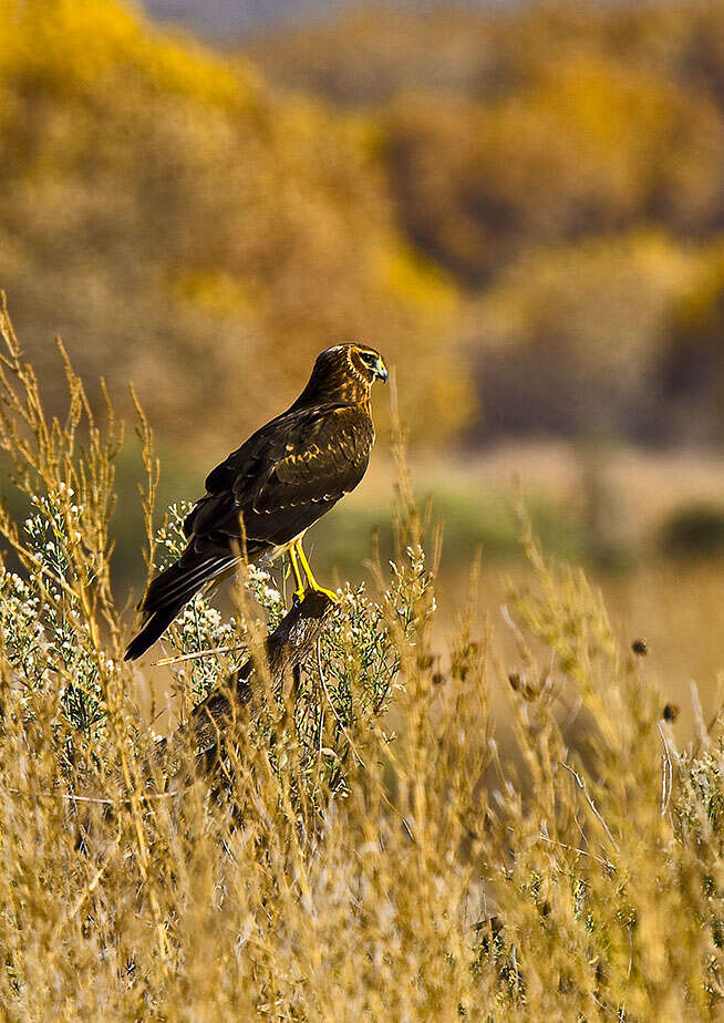 Image of Northern Harrier