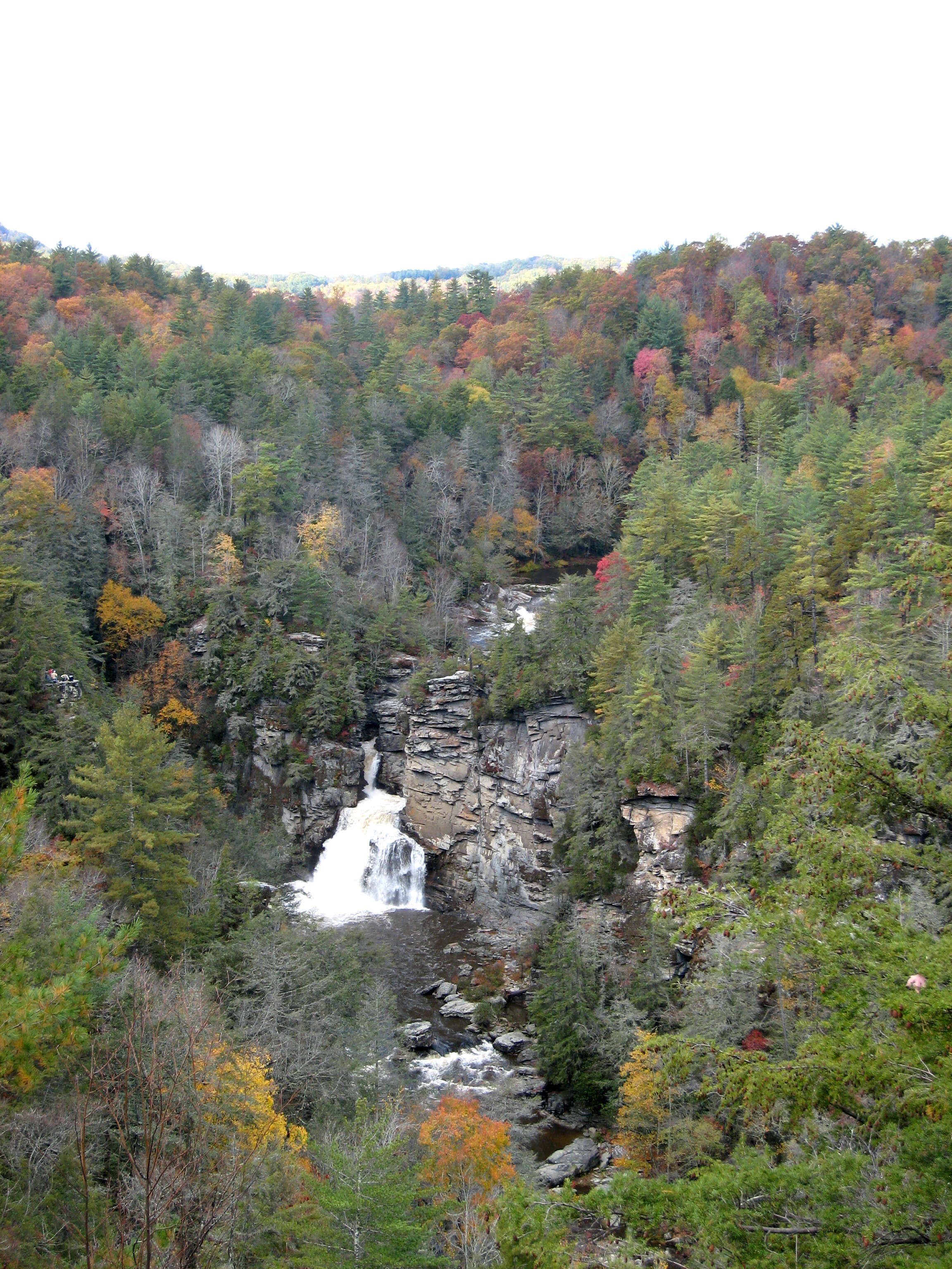 Image of Carolina Hemlock