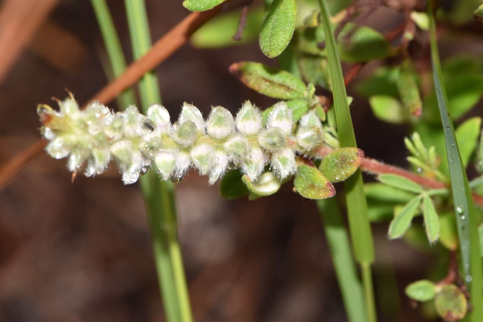 Plancia ëd Dalea villosa var. grisea (Torr. & A. Gray) Barneby