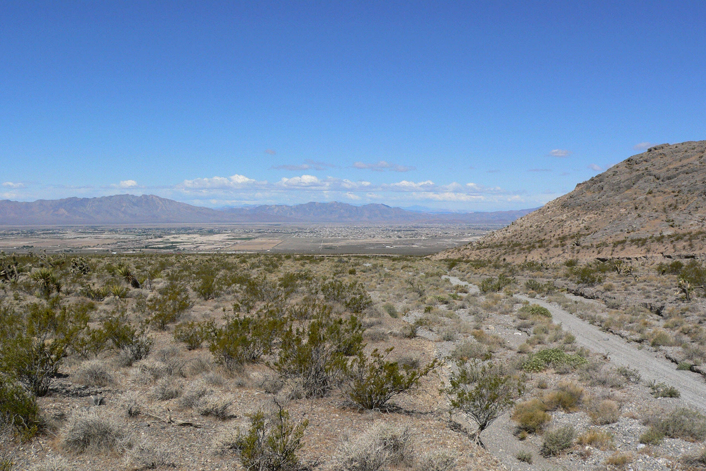 Image of creosote bush