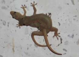 Image of Common House Gecko