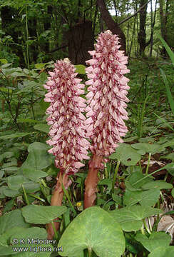 Image of Toothwort