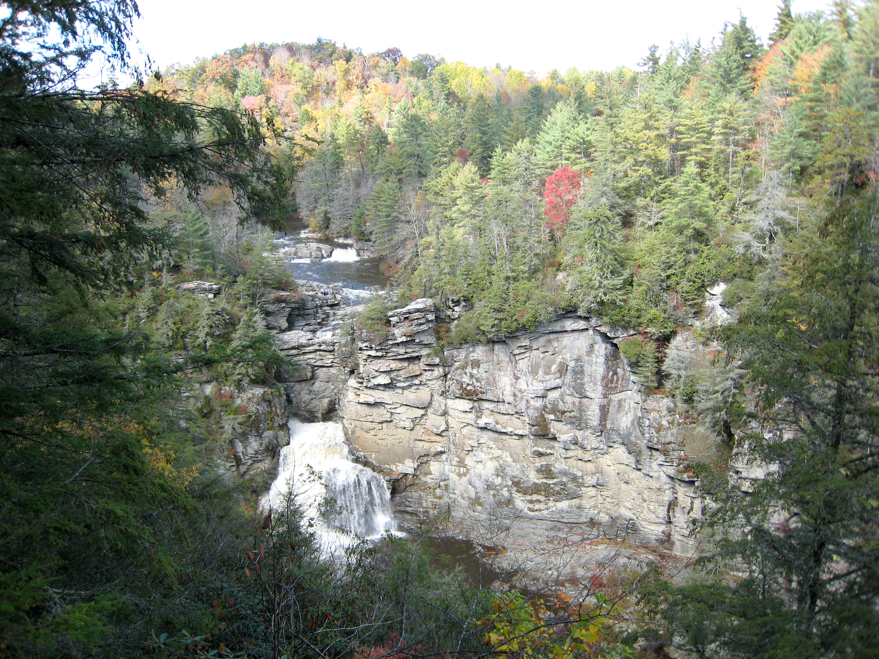 Image of Carolina Hemlock