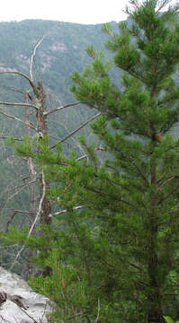 Image of Hickory Pine