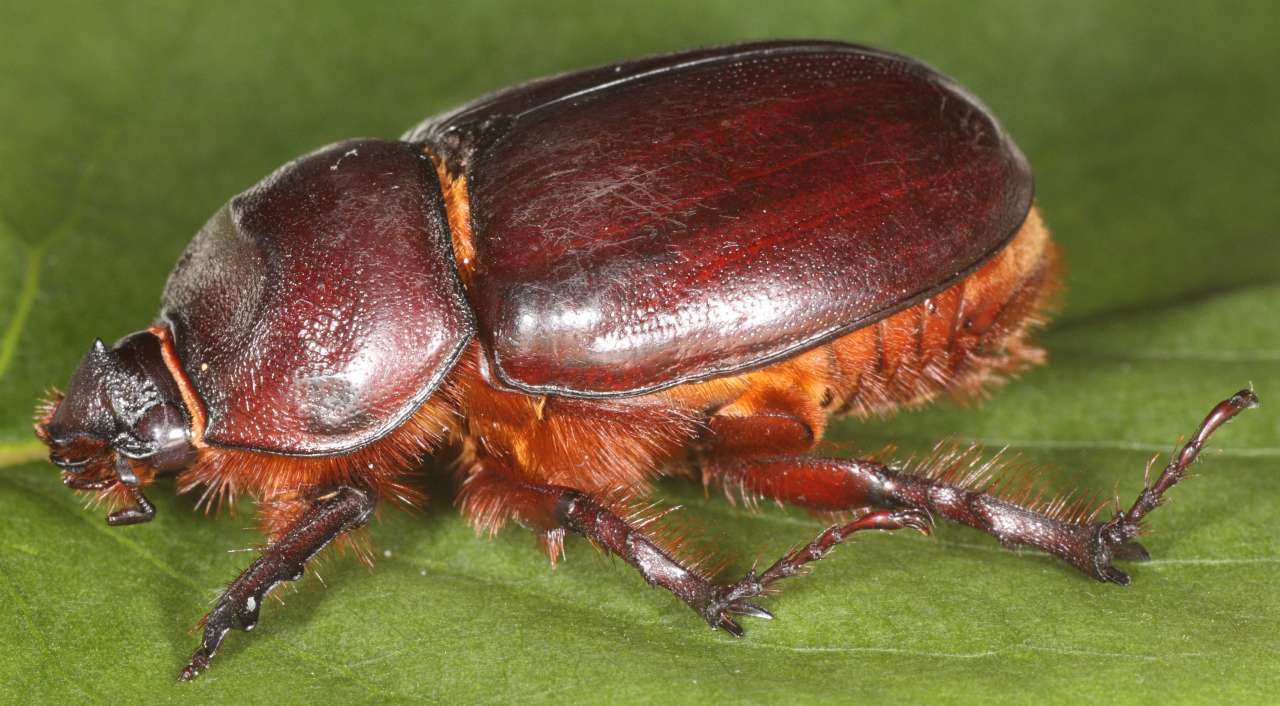 Image of European rhinoceros beetle