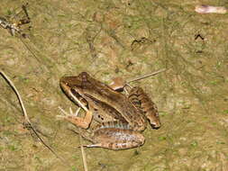 Image of Bolivian White-lipped Frog