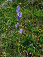 Image of Bearded Bellflower