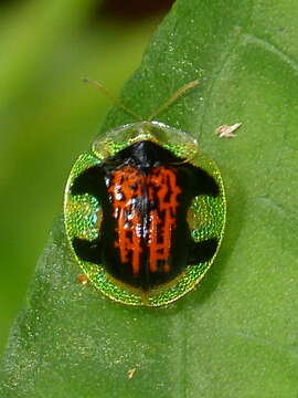 Image of Microctenochira costaricencis (Spaeth 1909)