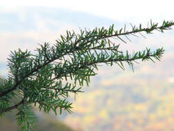 Image of Carolina Hemlock