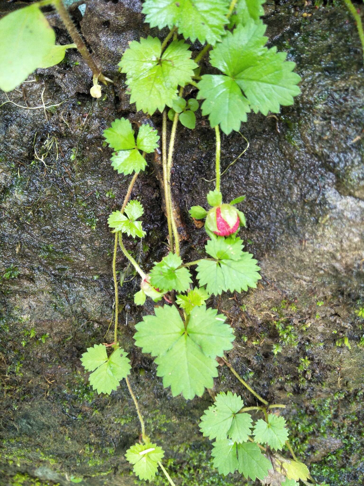 Image of Potentilla wallichiana Ser.