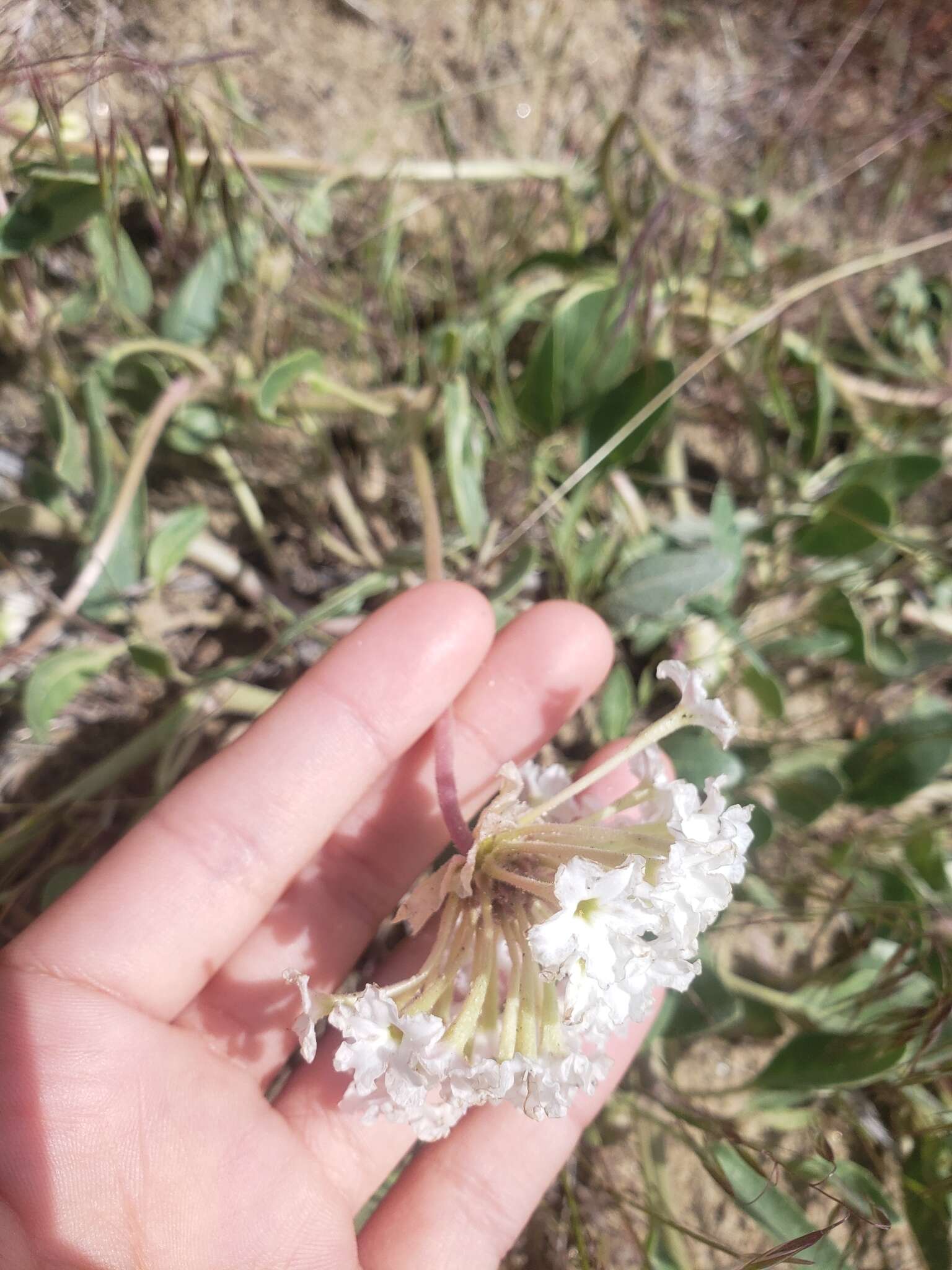 Image of white sand verbena