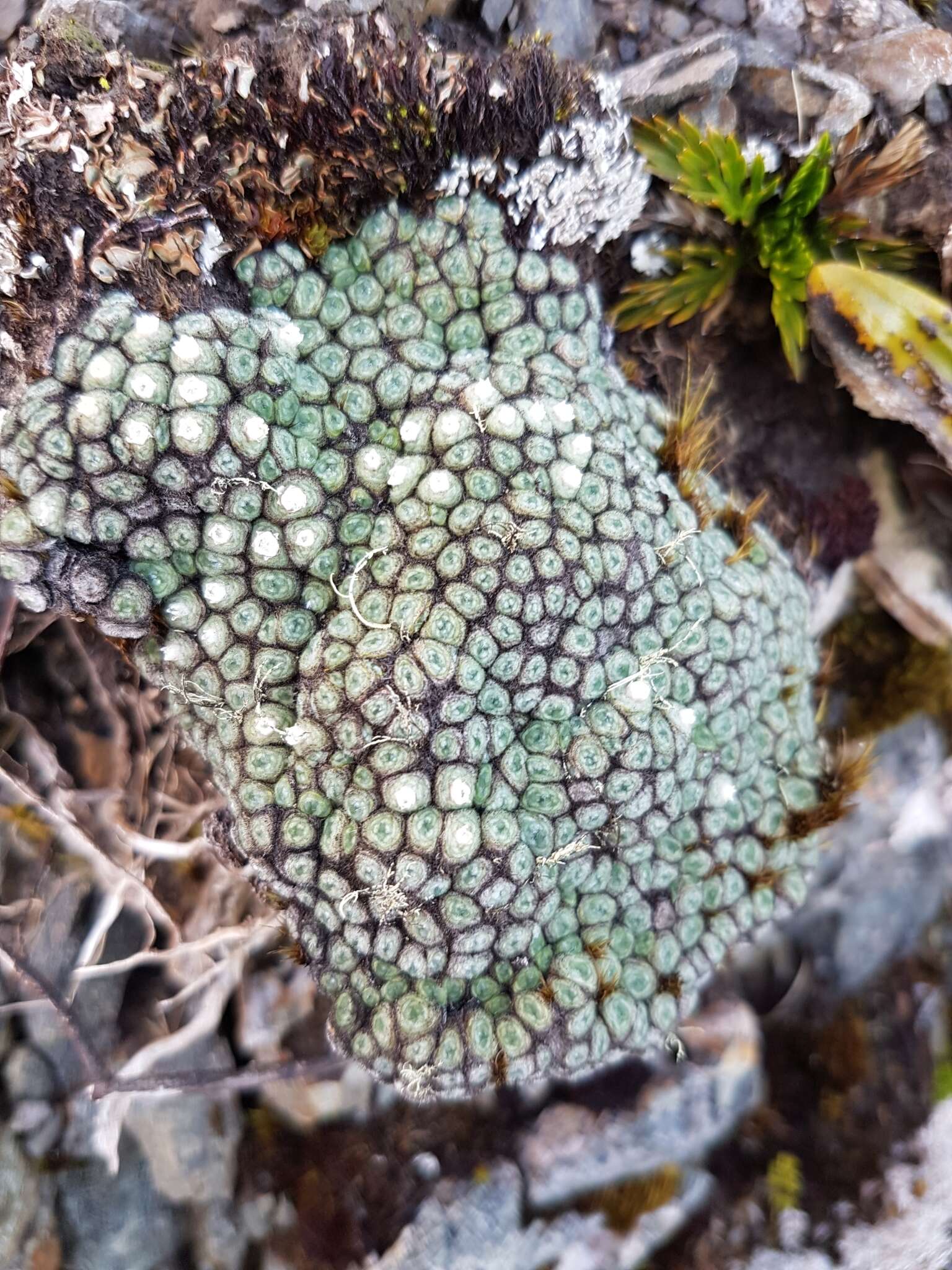 Image of Psychrophyton rubrum (J. Buch.) Beauv.