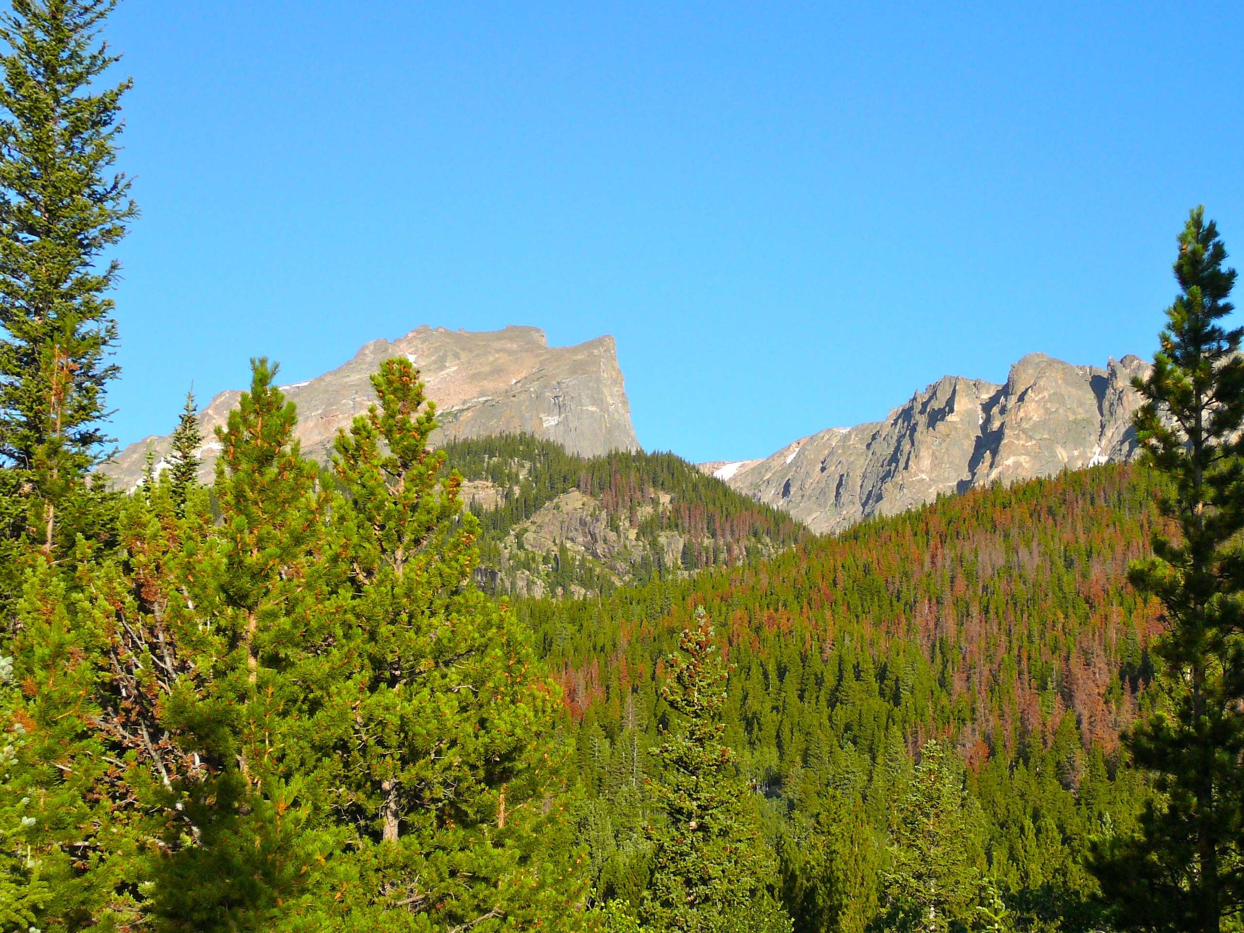 Imagem de Pinus contorta Douglas ex Loudon