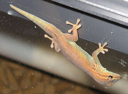 Lygodactylus williamsi Loveridge 1952 resmi