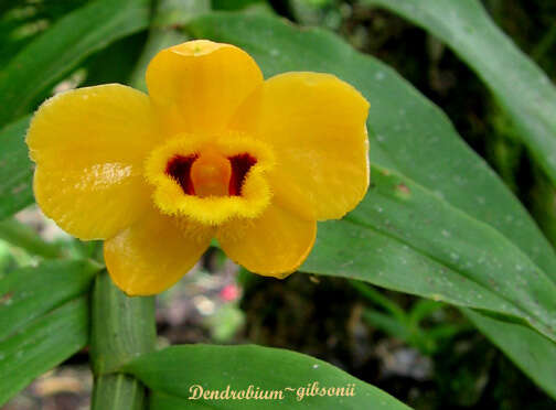 Imagem de Dendrobium gibsonii Paxton