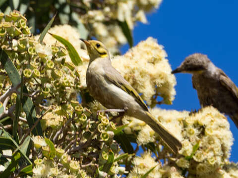 Image of Yellow-tinted Honeyeater