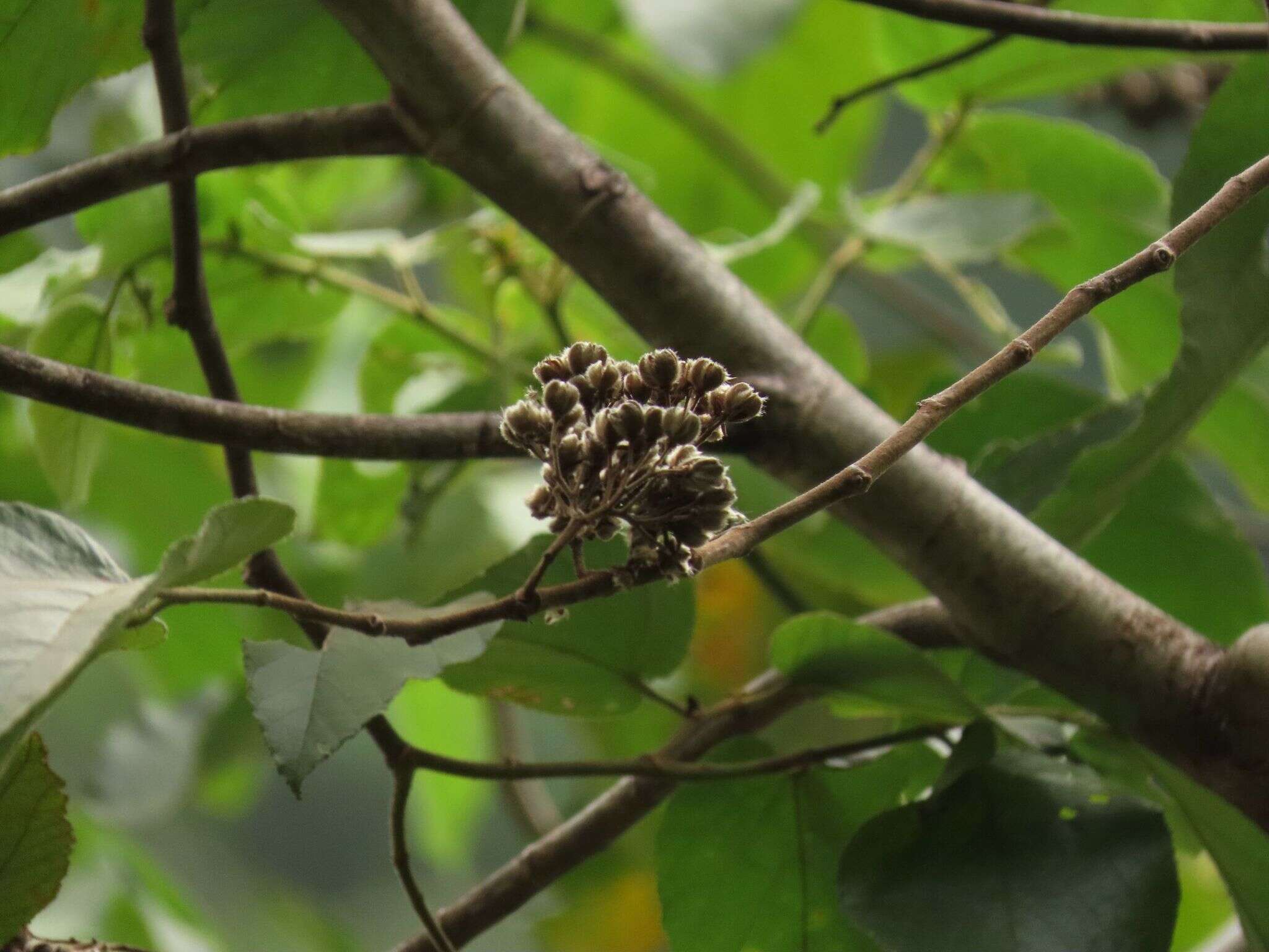 Image of Trichospermum pleiostigma (F. v. M.) Kostermans